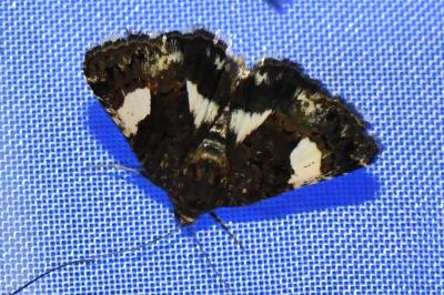 <i>Tyta luctuosa</i>