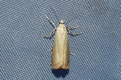 <i>Chrysoteuchia culmella</i>
