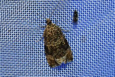 <i>Celypha lacunana</i>