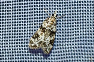 <i>Eudonia delunella</i>