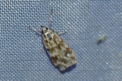 <i>Scoparia</i>