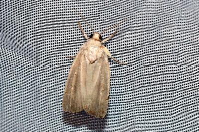 <i>Proxenus hospes</i>