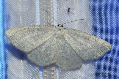 <i>Cabera exanthemata</i>
