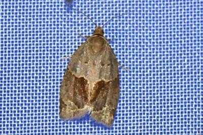 <i>Clepsis dumicolana</i>