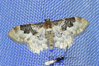 <i>Idaea rusticata</i>