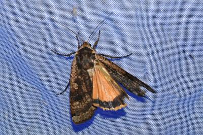 <i>Noctua pronuba</i>