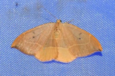 <i>Watsonalla binaria</i>