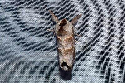 <i>Clostera pigra</i>