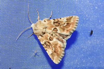 <i>Eremobia ochroleuca</i>