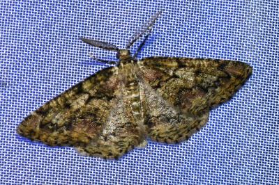 <i>Cleorodes lichenaria</i>