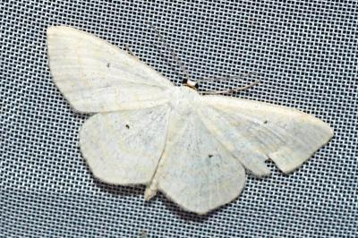 <i>Scopula immutata</i>
