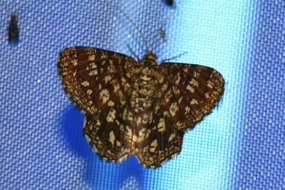 <i>Chiasmia clathrata</i>