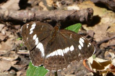 <i>Limenitis camilla</i>