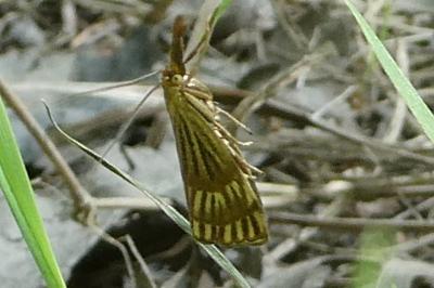 <i>Chrysocrambus linetella</i>