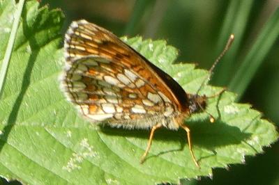 <i>Melitaea athalia</i>