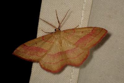 <i>Rhodostrophia vibicaria</i>