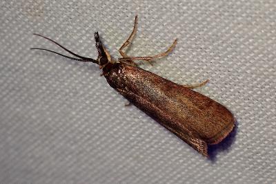 <i>Hypochalcia ahenella</i>