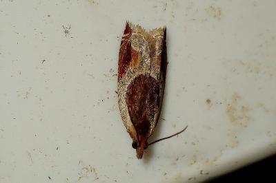<i>Ancylis unculana</i>