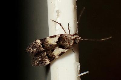 <i>Teleiodes luculella</i>