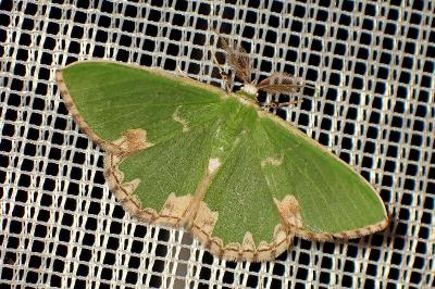<i>Comibaena bajularia</i>
