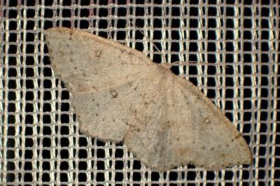 <i>Cyclophora albipunctata</i>