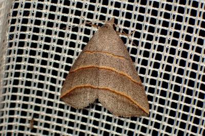 <i>Colobochyla salicalis</i>
