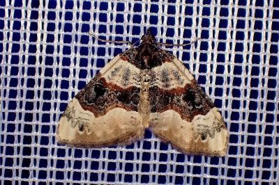 <i>Cosmorhoe ocellata</i>