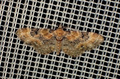 <i>Eupithecia linariata/pulchellata</i>