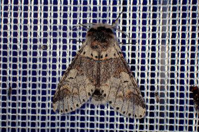 <i>Furcula furcula</i>