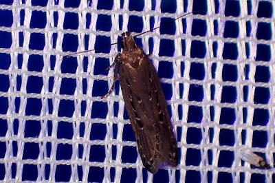 <i>Neofaculta ericetella</i>