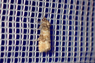 <i>Piniphila bifasciana</i>