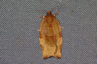 <i>Choristoneura hebenstreitella</i>