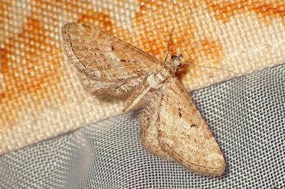 <i>Eupithecia scopariata</i>