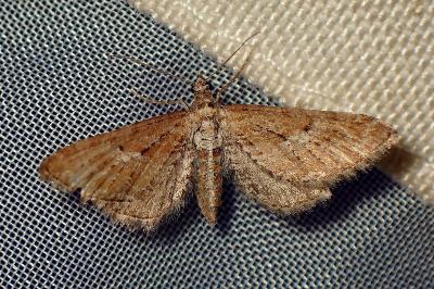 <i>Eupithecia scopariata</i>