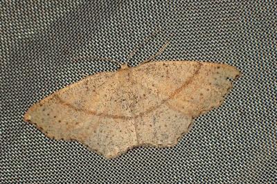 <i>Cyclophora punctaria</i>