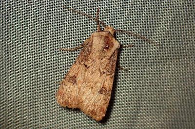 <i>Agrotis puta</i>