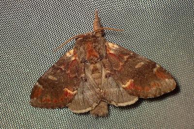 <i>Notodonta dromedarius</i>