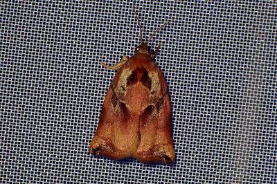 <i>Archips podana</i>
