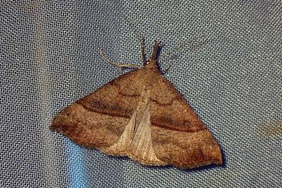 <i>Hypena proboscidalis</i>