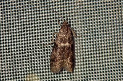 <i>Apomyelois bistriatella</i>