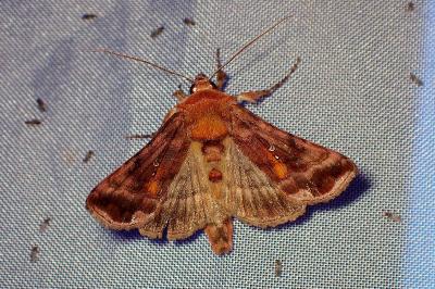 <i>Autographa jota</i>