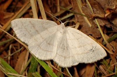 <i>Cabera pusaria</i>