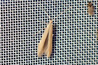 <i>Coleophora</i>