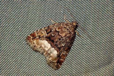 <i>Deltote pygarga</i>