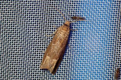 <i>Eucosma conterminana</i>