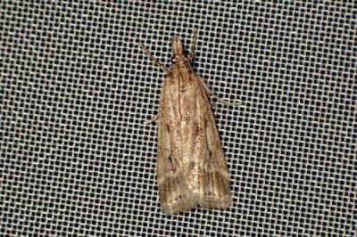 <i>Eudonia pallida</i>