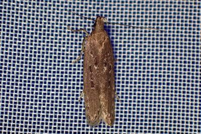 <i>Neofaculta ericetella</i>