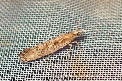 <i>Plutella xylostella</i>