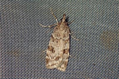 <i>Scoparia</i>