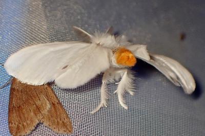 <i>Sphrageidus similis</i>